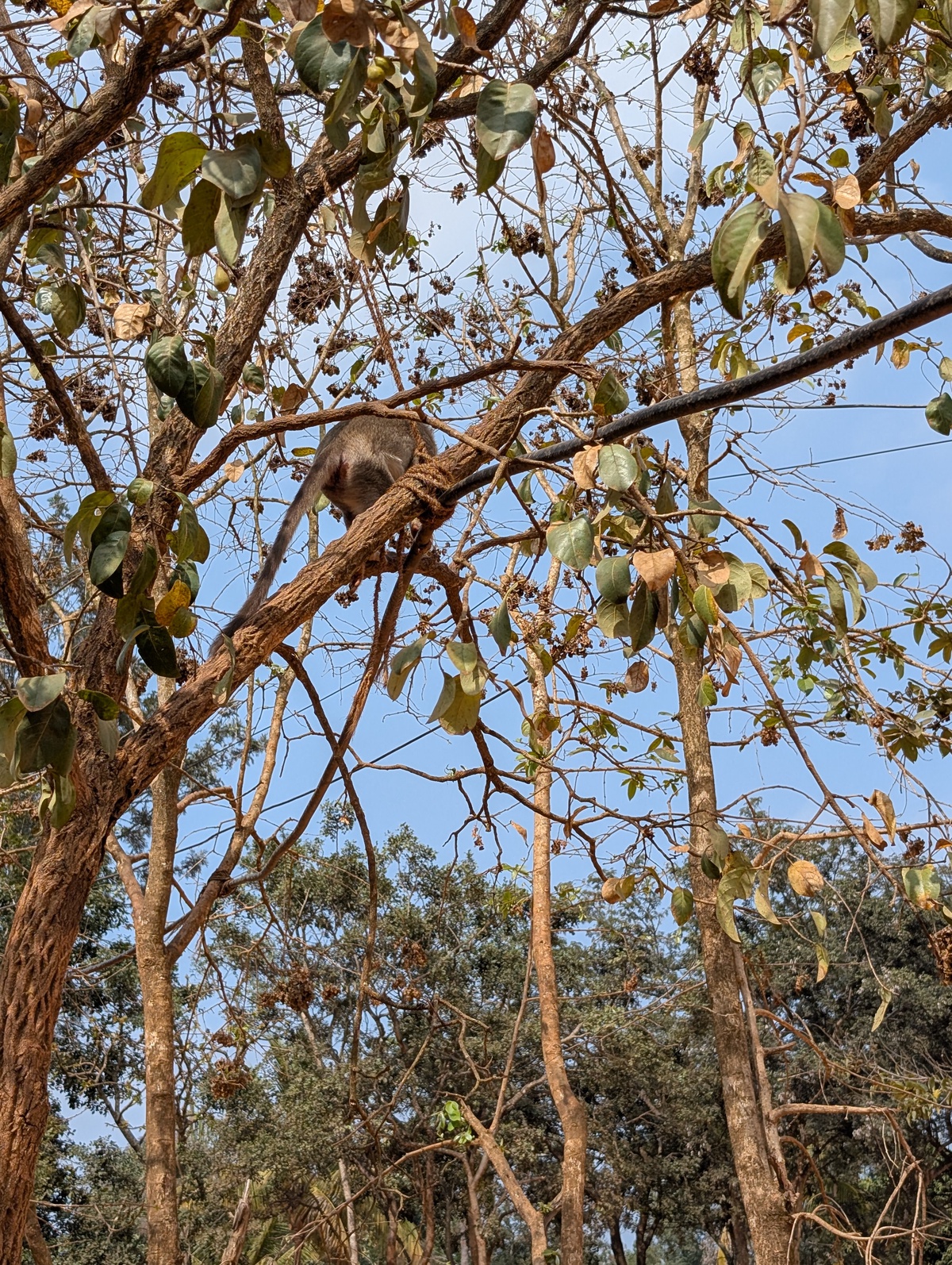 Monkeys in the wild