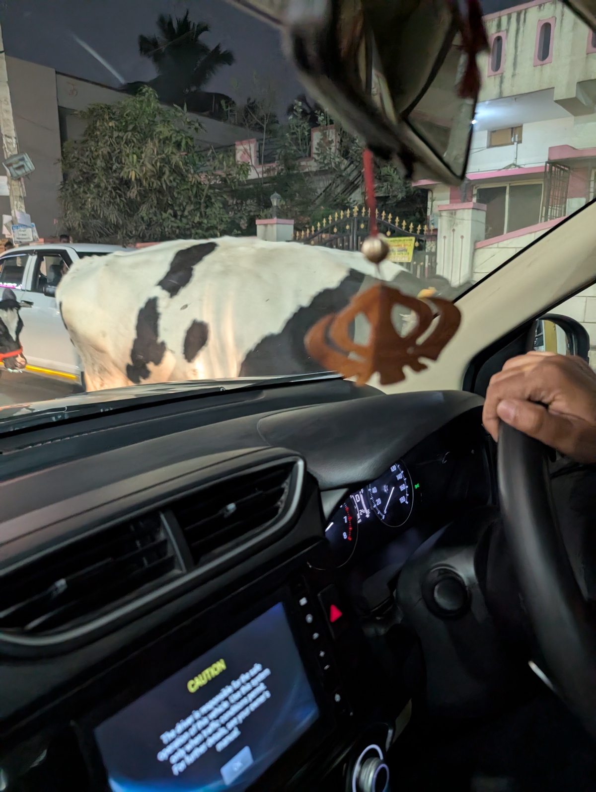 Cows are let free in the streets